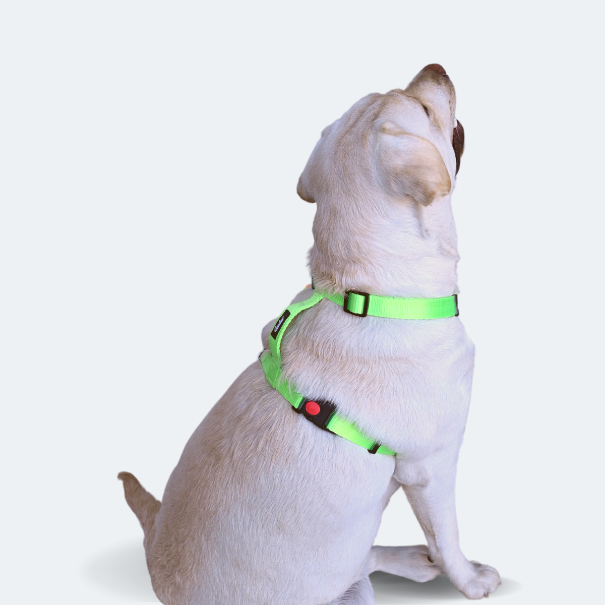 Caninkart H-Harness (Green)