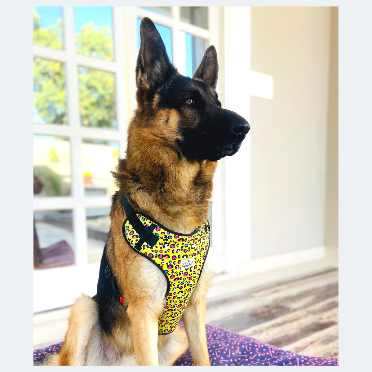 Caninkart Leopard print Chest Harness (Neon Green)
