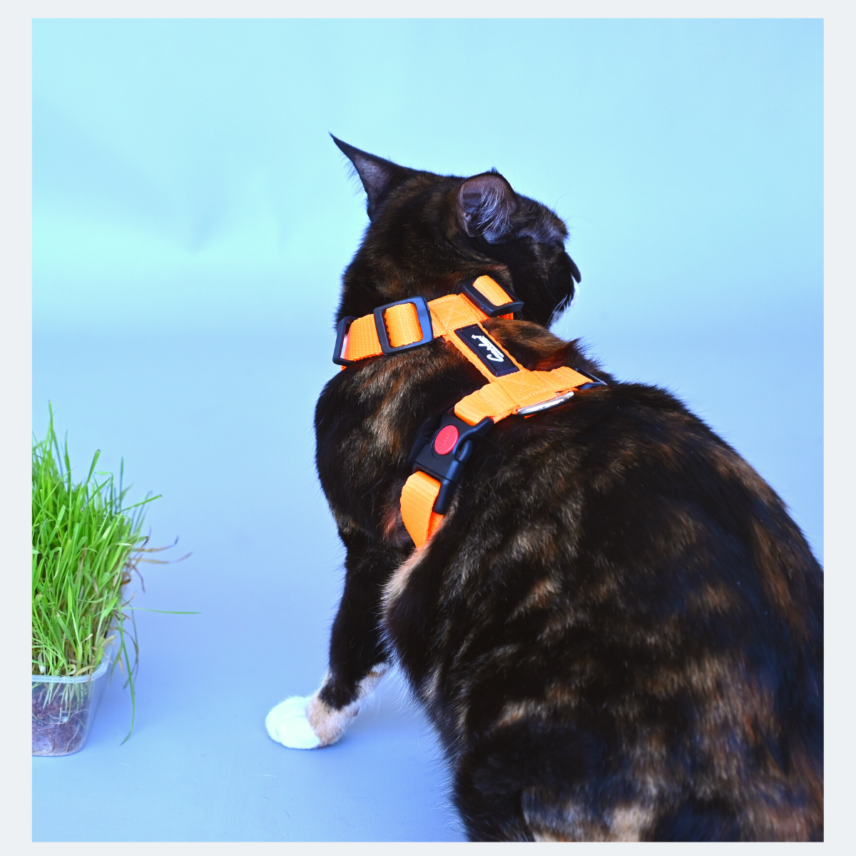 Caninkart H-Harness (Orange)