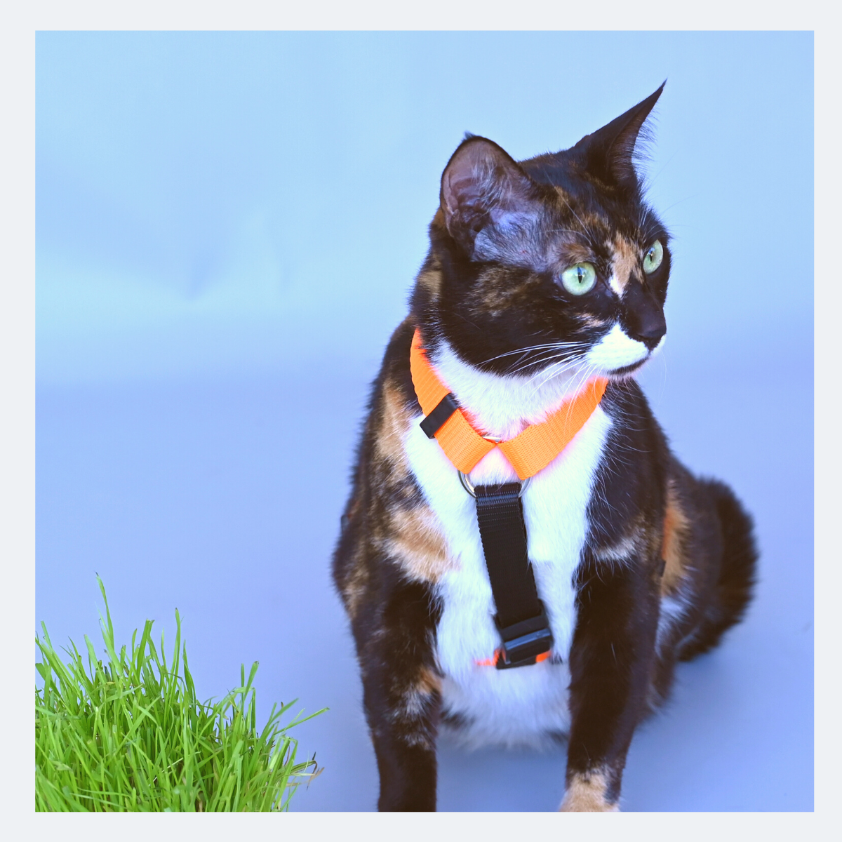 Caninkart H-Harness (Orange)