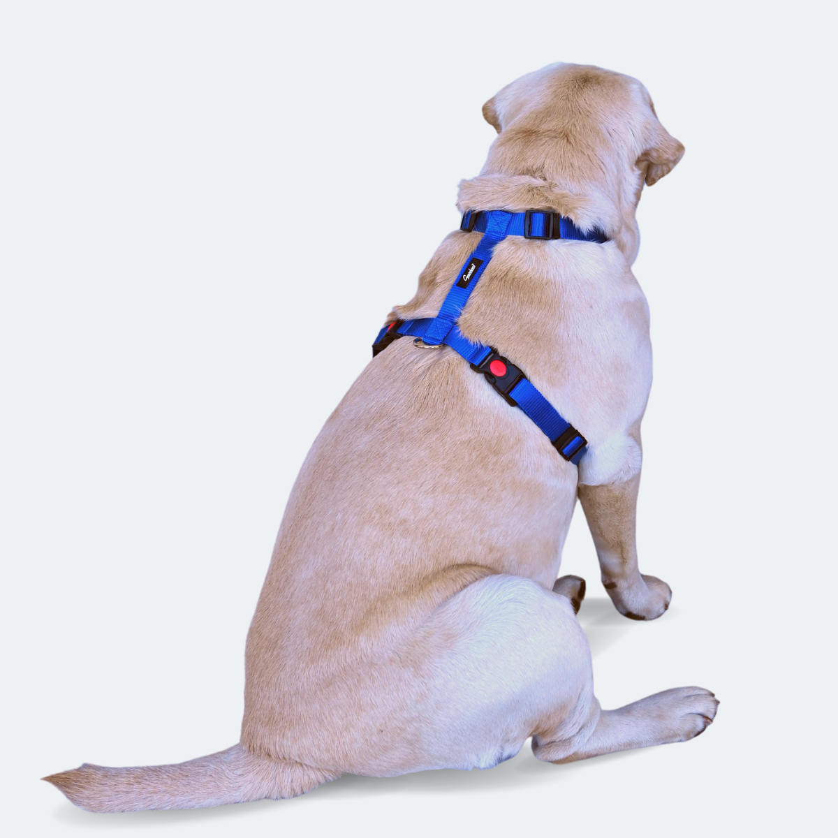 Caninkart H-Harness (Blue)