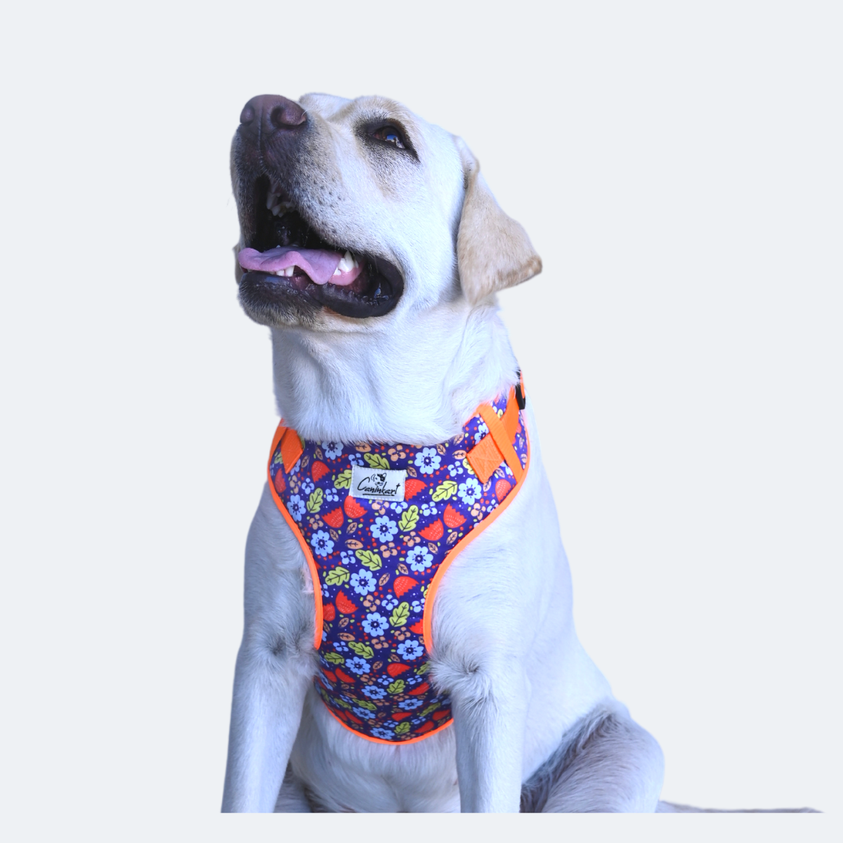 Caninkart Floral Chest Harness (Blue)