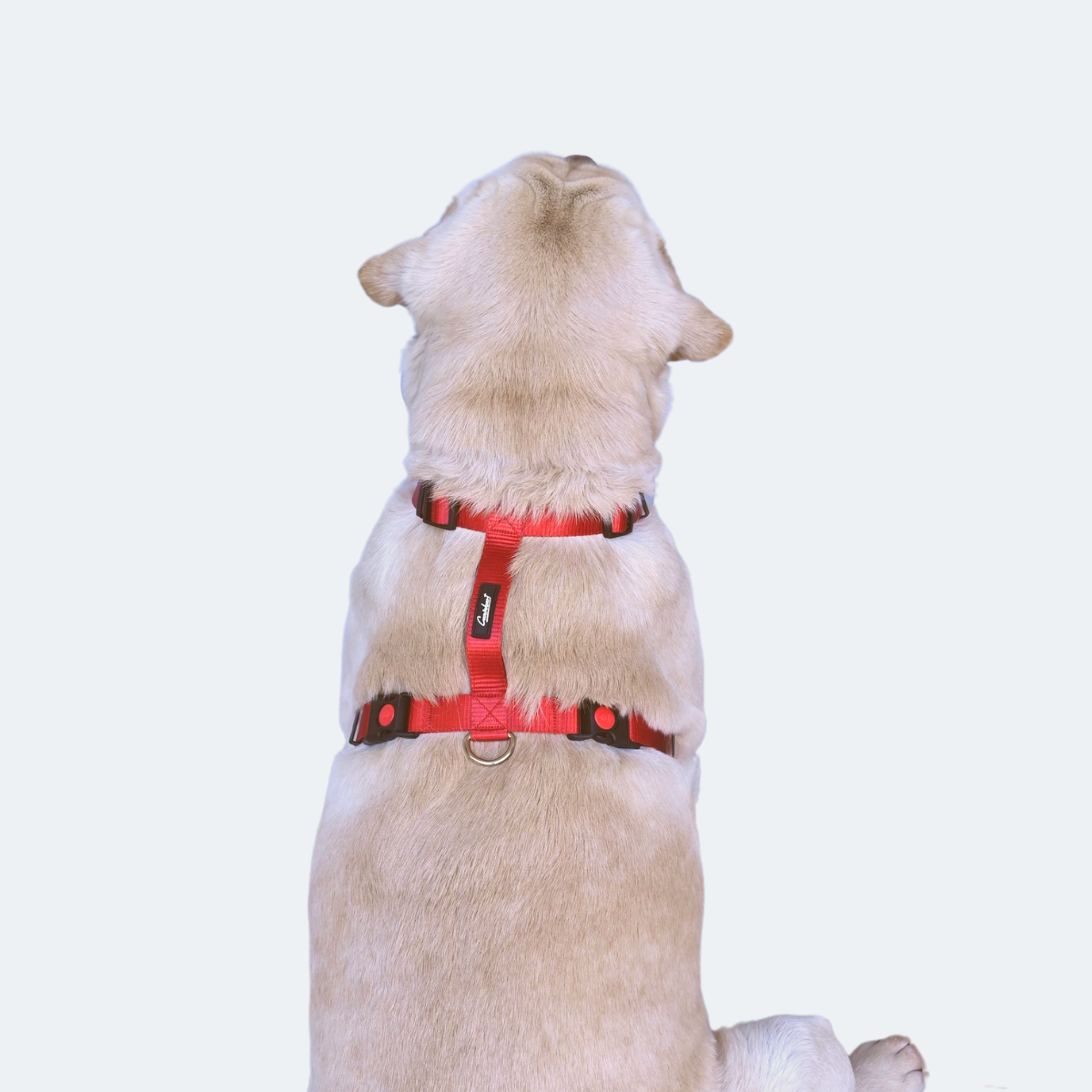 Caninkart H-Harness (Red)