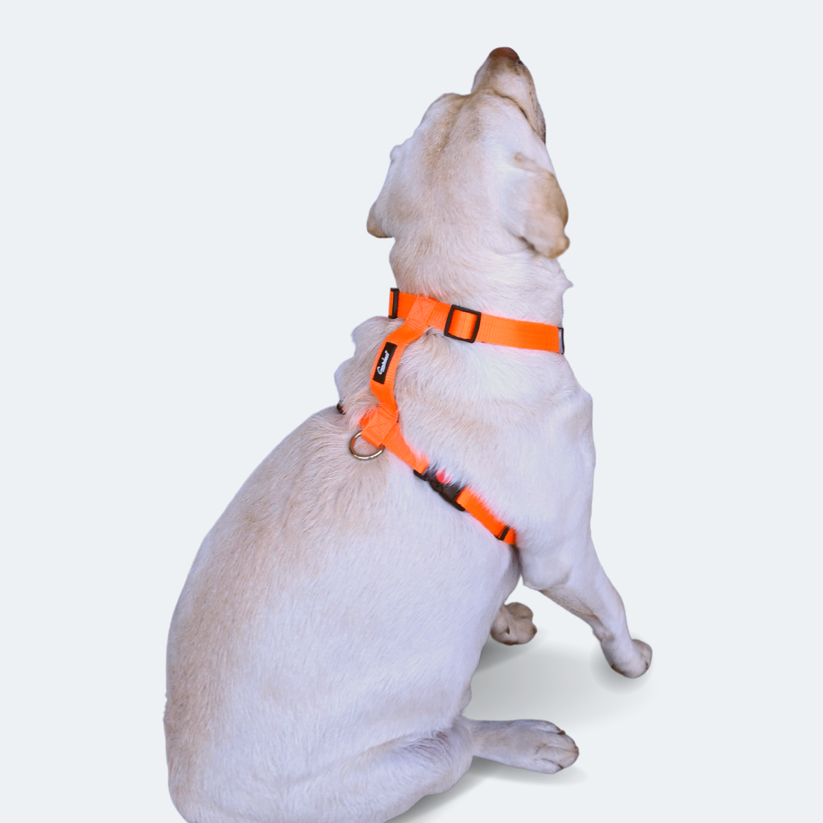 Caninkart H-Harness (Orange)