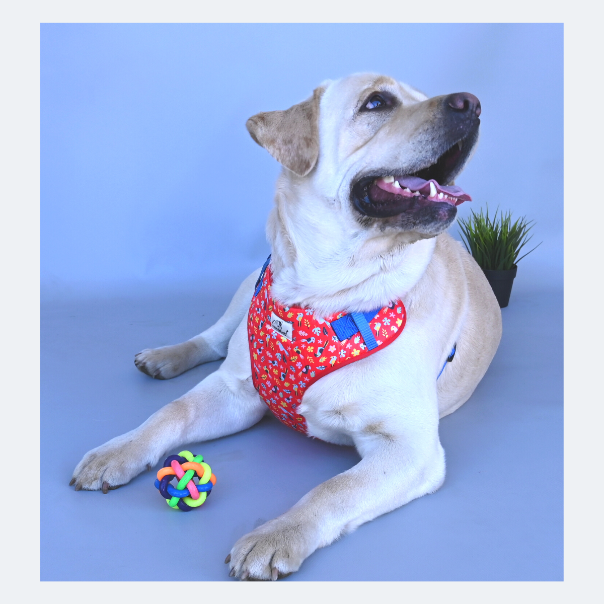 Caninkart Birdy Chest Harness (Red)