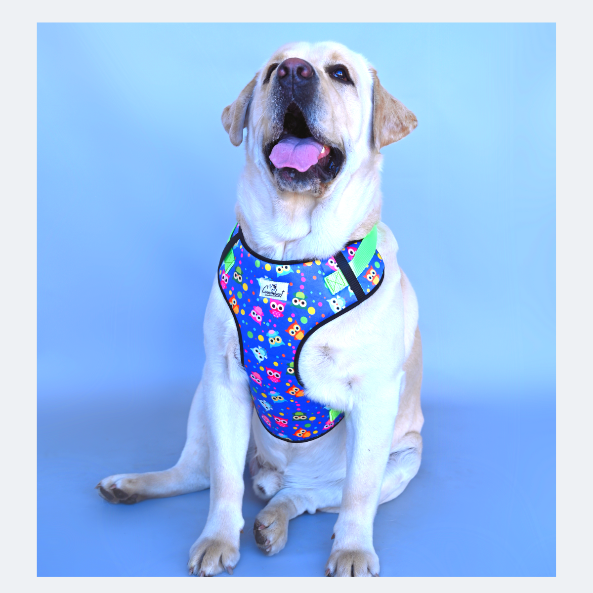 Caninkart Owl Chest Harness (Blue)