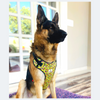 Caninkart Leopard print Chest Harness (Neon Green)