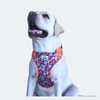 Caninkart Floral Chest Harness (Blue)