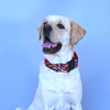 Caninkart Padded Dog Collar- Abstract (XXL) | Strap Width: 2 inch