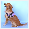 Caninkart Personalized Foxy Easy-on Harness (Purple)