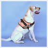 Caninkart Personalized Pupsicles Easy-on Harness (Orange)